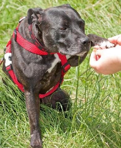 Chuck, Staffie, DOB 18.11.08 – Reading, Berkshire Chuck93