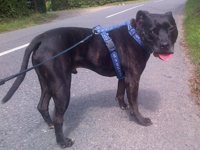 Chuck, Staffie, DOB 18.11.08 – Reading, Berkshire ChuckAug6