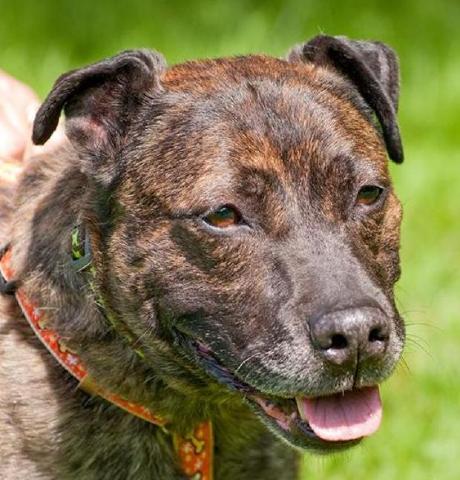 Chase, Staffie X, DOB 2005 – Godstone, Surrey Chase112