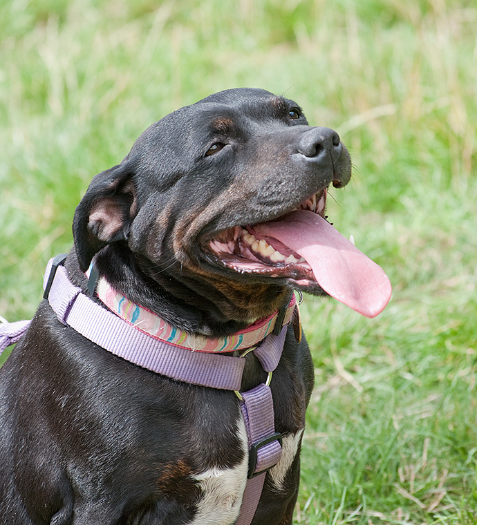 Sasha, Staffie, DOB 2006 – Godstone, Surrey Sasha1b