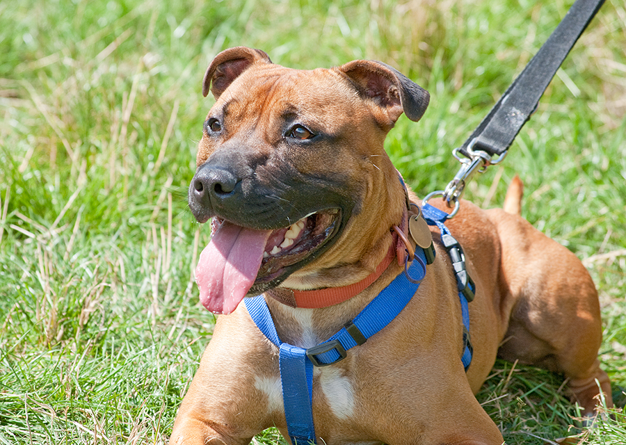 Snoopy, Crossbreed, DOB 2009 – Godstone, Surrey Snoopy5