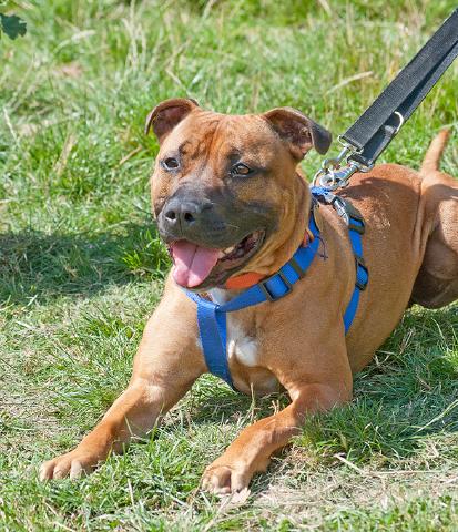 Snoopy, Crossbreed, DOB 2009 – Godstone, Surrey Snoopy4