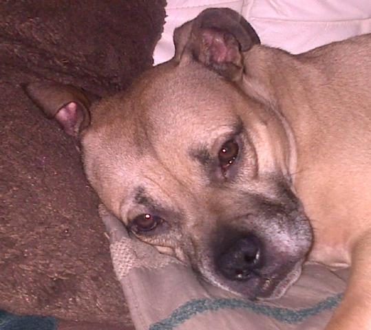 Zoey, Staffie, DOB 02.08.11 – Fareham, Hampshire Zoe4