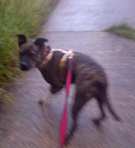 Cassie, Whippet X Staffie, DOB Apr 08 – Godstone, Surrey CassieSept5