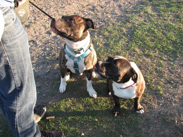 Dodger, Staffie, DOB 07.11 – Hertford, Hertfordshire IMG_4022