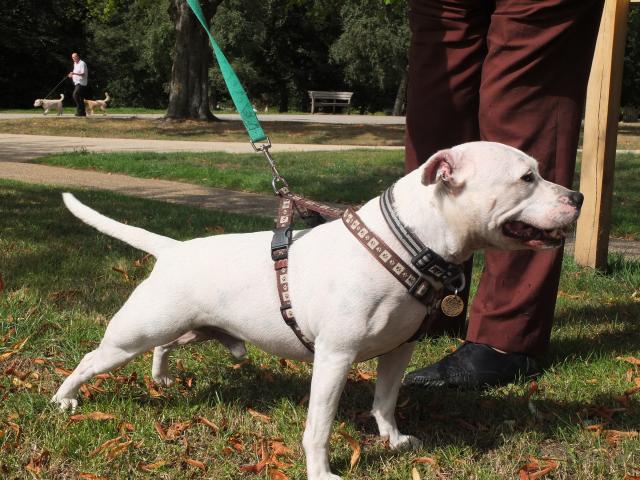 Mario, Staffie, DOB 01.12 – Godstone, Surrey DSCF9360a