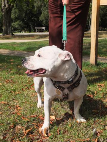 Mario, Staffie, DOB 01.12 – Godstone, Surrey DSCF9361a