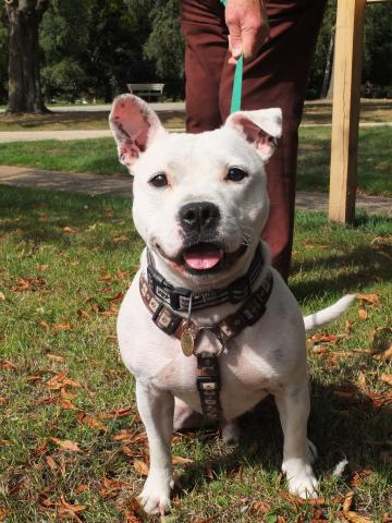 Mario, Staffie, DOB 01.12 – Godstone, Surrey DSCF9362a