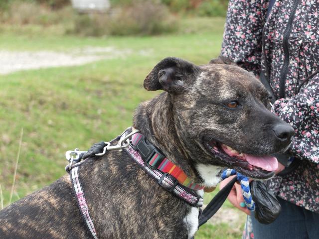 Cassie, Whippet X Staffie, DOB Apr 08 – Godstone, Surrey DSCF9476cassie