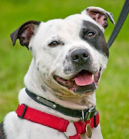 Spencer, Staffie, DOB 01.12 – Godstone, Surrey Spencer1a