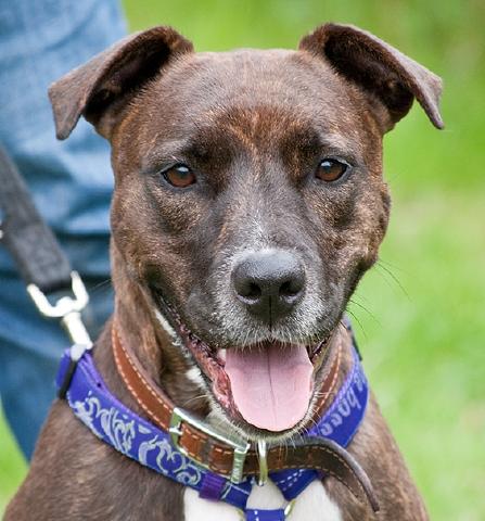 Bella, Staffie, DOB Sept 09 – Gatwick, West Sussex Bella1