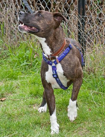 Bella, Staffie, DOB Sept 09 – Gatwick, West Sussex Bella6b