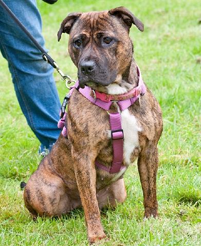 Bess, Staffie X, DOB 2009 – Gatwick, West Sussex Bess3b