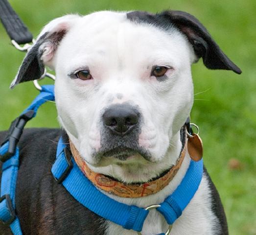 Alfie, Staffie X, DOB 11.12 – Sidcup, Kent Alfie1