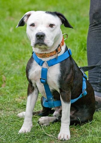 Alfie, Staffie X, DOB 11.12 – Sidcup, Kent Alfie2c