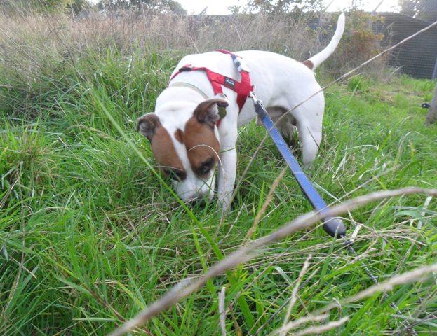 Jamie, Staffie, DOB 2006 – Feltham Foster HOMED Jamie7