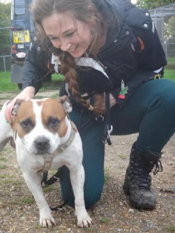 Jamie, Staffie, DOB 2006 – Feltham Foster HOMED Jamie66