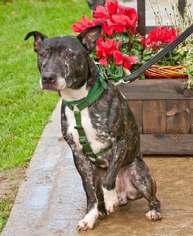 Rocko, Staffie, DOB 2006 – Crawley, West Sussex Rocko64