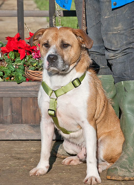 Dexter, Staffie X Terrier, DOB 08 – Godstone, Surrey HOMED Dexter2c