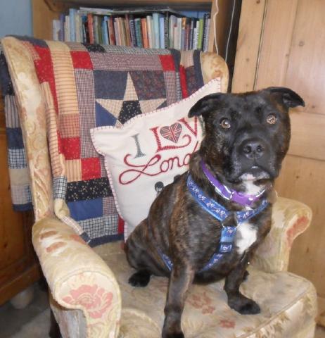 Wispa, Staffie, DOB 05.07 – Winchelsea, East Sussex Wispa012