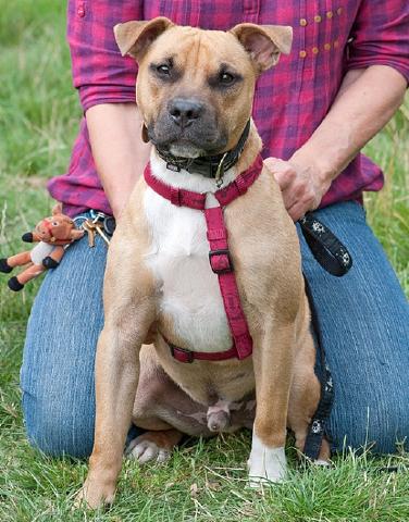 Blake, Staffie X, DOB 06.12 – Haslemere, Surrey Blake33a