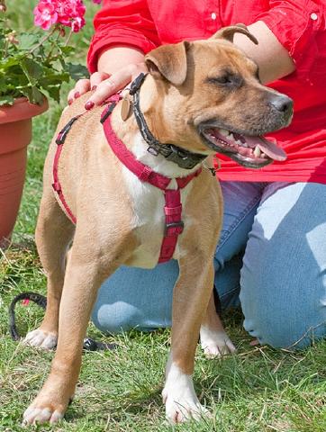 Blake, Staffie X, DOB 06.12 – Haslemere, Surrey Blake4