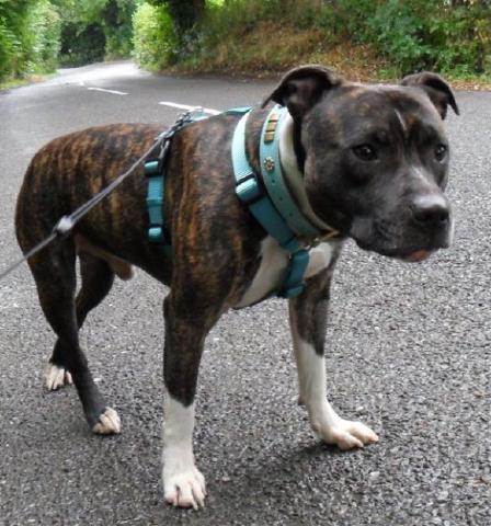 Dodger, Staffie, DOB 07.11 – Hertford, Hertfordshire Dodger7