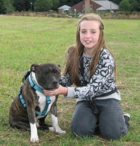 Dodger, Staffie, DOB 07.11 – Hertford, Hertfordshire Dodger18