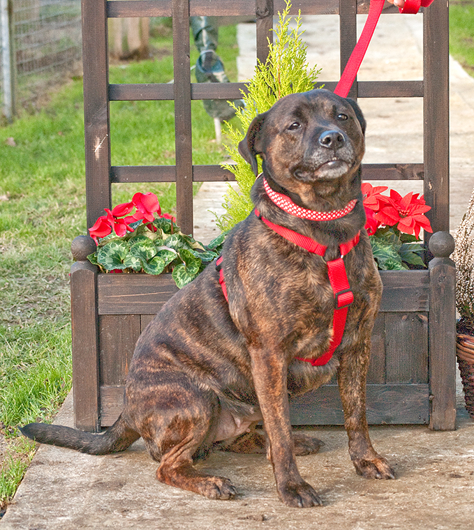 Gucchi, Staffie X, DOB 07 – Guildford, Surrey Gucci4