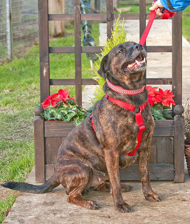 Gucchi, Staffie X, DOB 07 – Guildford, Surrey Gucci5