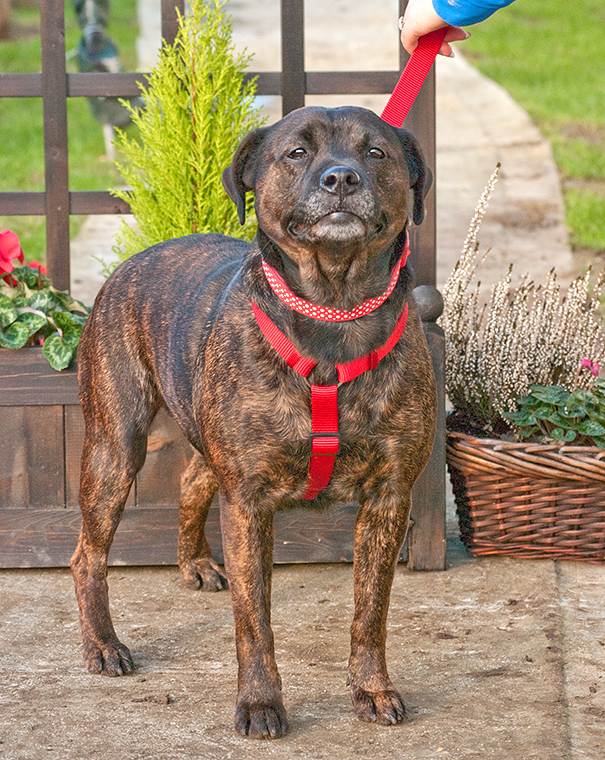 Gucchi, Staffie X, DOB 07 – Guildford, Surrey Gucci3