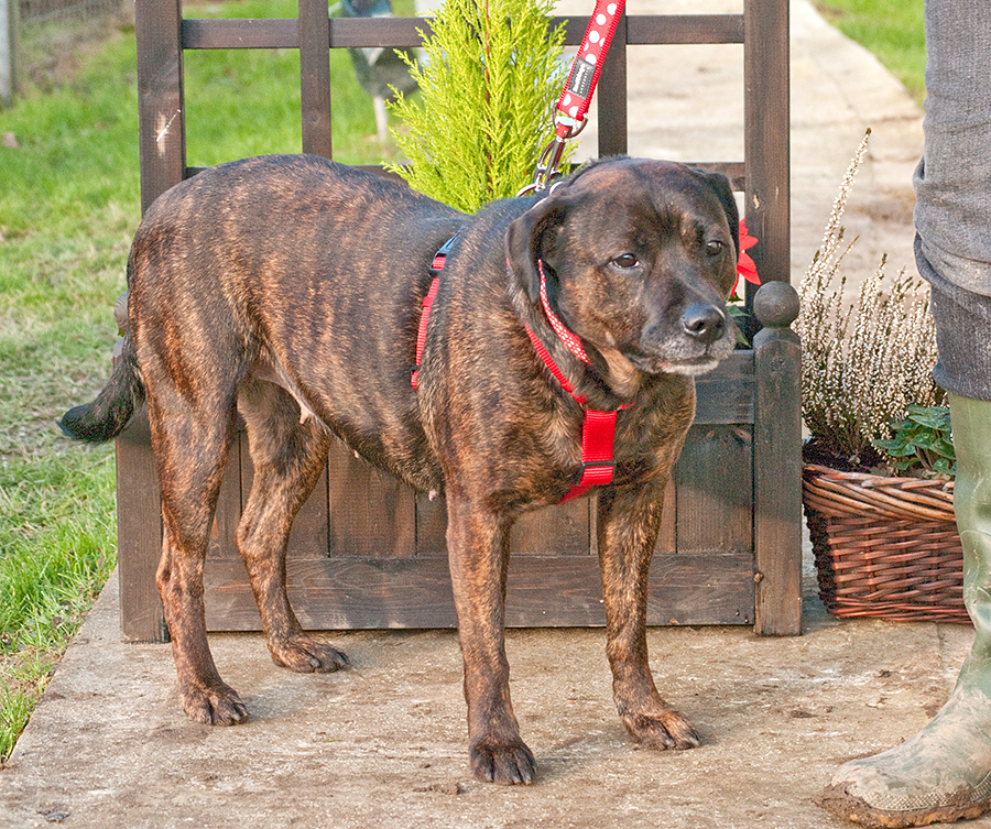 Gucchi, Staffie X, DOB 07 – Guildford, Surrey Gucci6