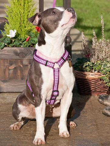 Tilly, Staffie, DOB 11.10 – Godstone, Surrey Tilly4