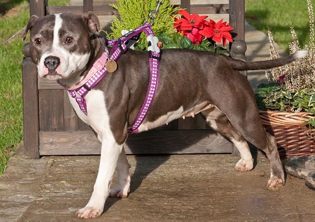 Tilly, Staffie, DOB 11.10 – Godstone, Surrey Tilly6