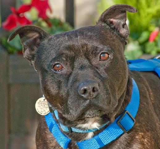 Sonny, Staffordshire Bull Terrier, DOB ?2011- London Sonny1