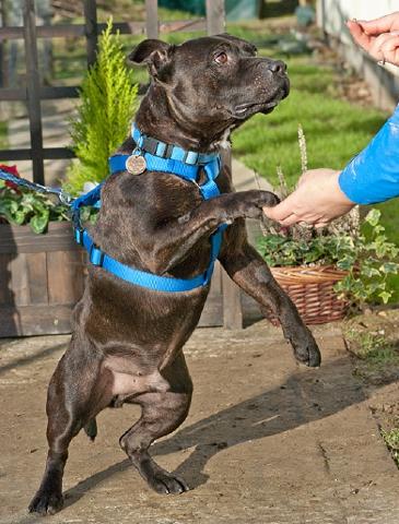 Sonny, Staffordshire Bull Terrier, DOB ?2011- London Sonny2a