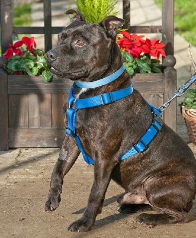 Sonny, Staffordshire Bull Terrier, DOB ?2011- London Sonny3