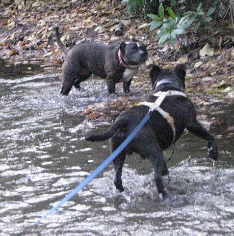 Sonny, Staffordshire Bull Terrier, DOB ?2011- London Sunny_stream1