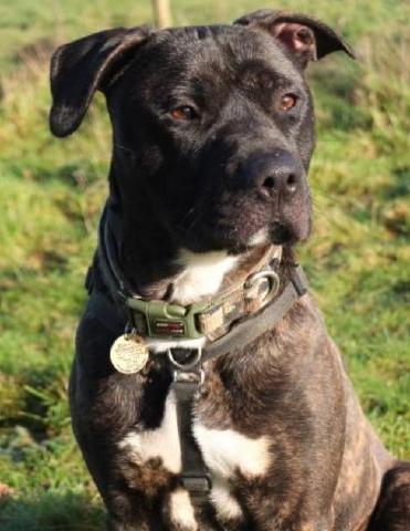 Nathan, Staffie X, DOB 13.09.12 – Guildford. Surrey Nathan99