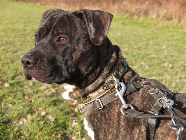 Nathan, Staffie X, DOB 13.09.12 – Guildford. Surrey Nathan8