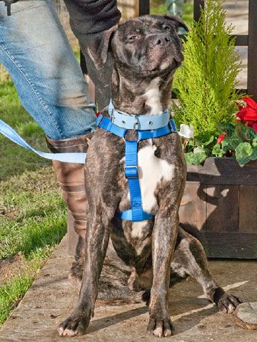 Nathan, Staffie X, DOB 13.09.12 – Guildford. Surrey Nathan16