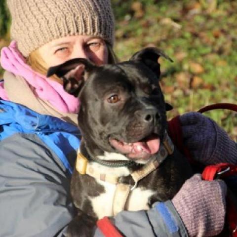 Sabina, Staffie X Boxer, DOB 12.12 – Godstone, Surrey Sabina67