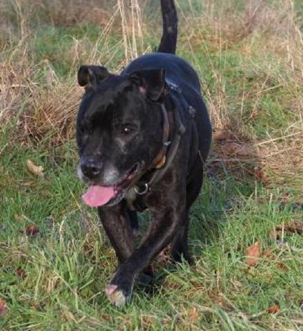 Benny, Staffie, DOB 2004 - Tunbridge Wells HOMED Benny99