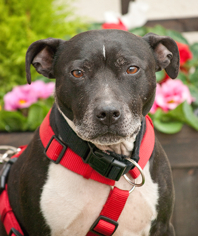 Joab, Staffie, DOB 2009 - Tunbridge Wells, Kent Joab1aa