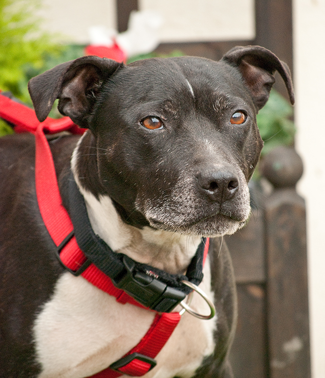 Joab, Staffie, DOB 2009 - Tunbridge Wells, Kent Joab1b