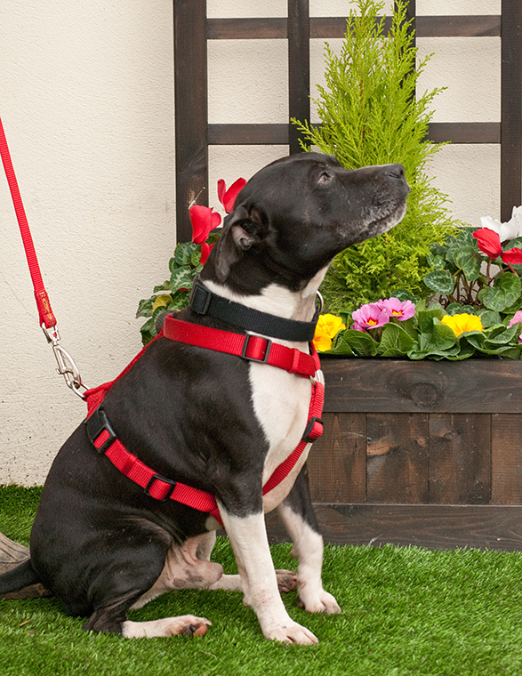 Joab, Staffie, DOB 2009 - Tunbridge Wells, Kent Joab2