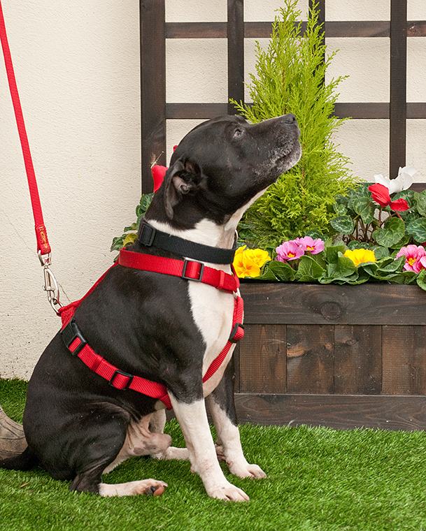 Joab, Staffie, DOB 2009 - Tunbridge Wells, Kent Joab3