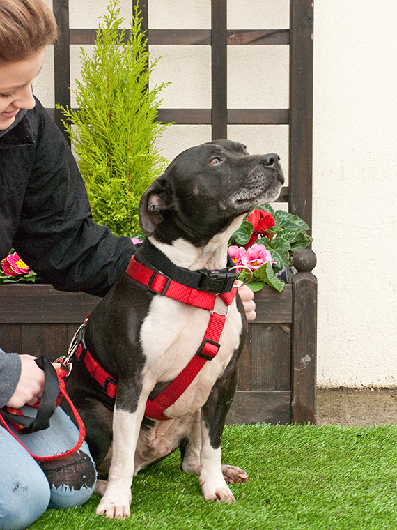 Joab, Staffie, DOB 2009 - Tunbridge Wells, Kent Joab3a