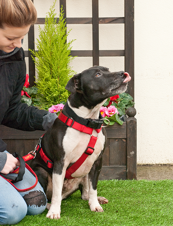 Joab, Staffie, DOB 2009 - Tunbridge Wells, Kent Joab3b