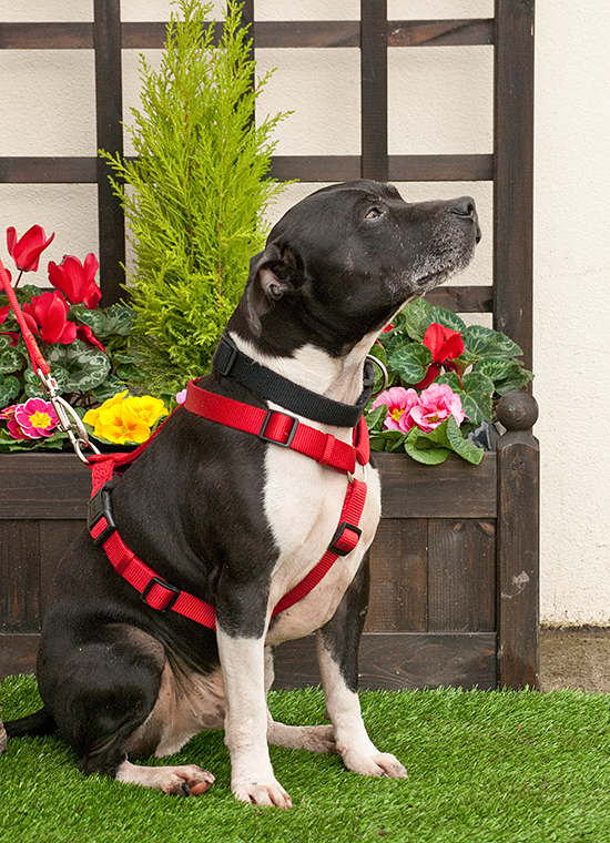 Joab, Staffie, DOB 2009 - Tunbridge Wells, Kent Joab4